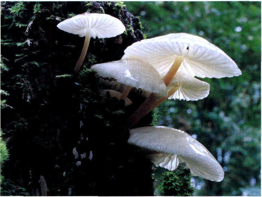 Oudemansiella orientalis Zhu L. Yang